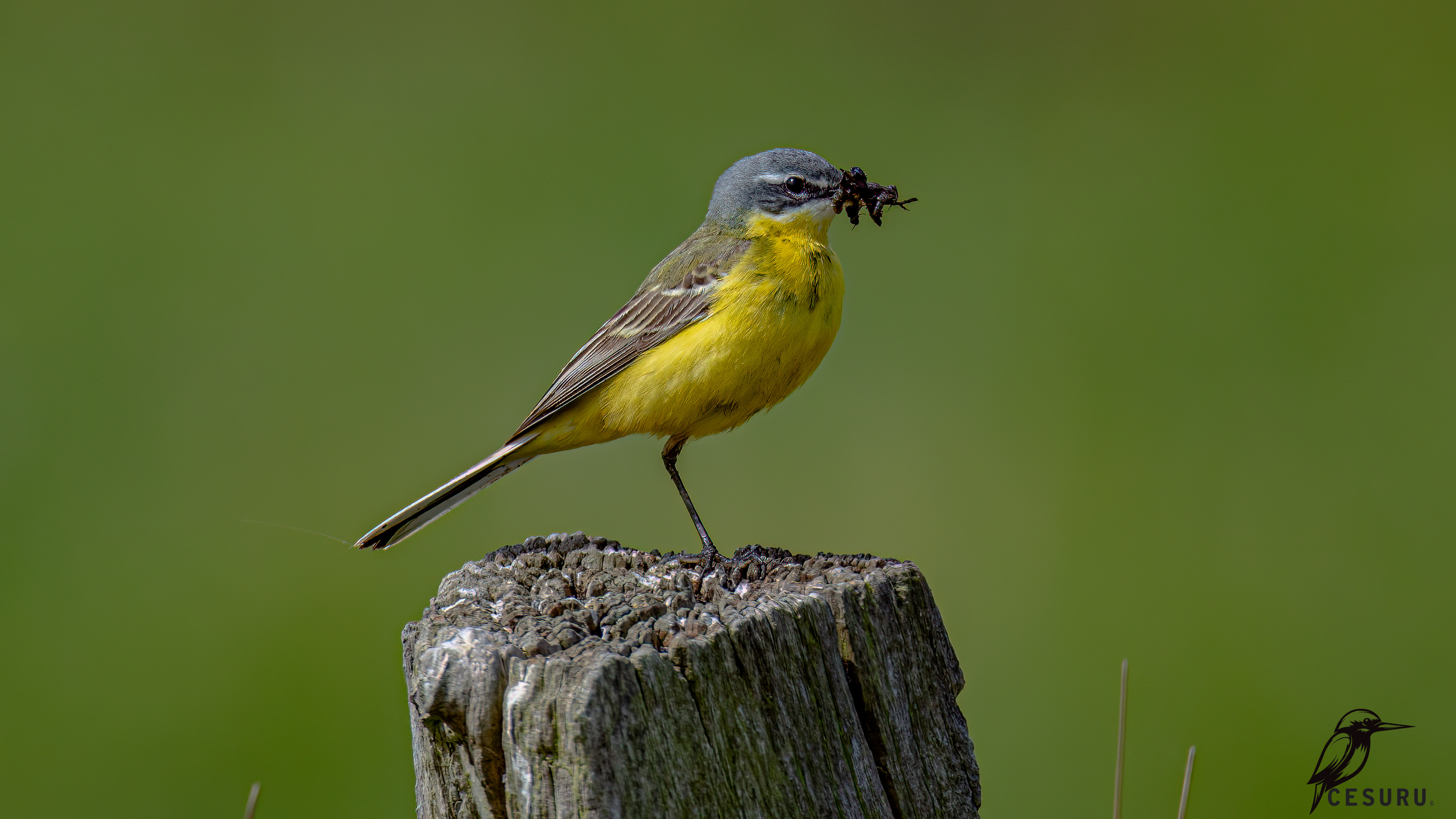 Western Yellow Wagtail